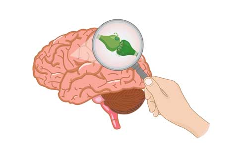 Endocannabinoid system