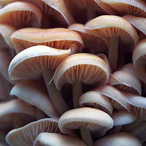 Beneficial Mushrooms Plant Based Healing