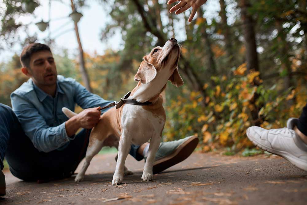 CBD For Aggressive Dogs