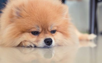 CBD for Nausea Treatment in Dogs and Cats