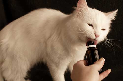 How To Give Your Cat CBD Oil
