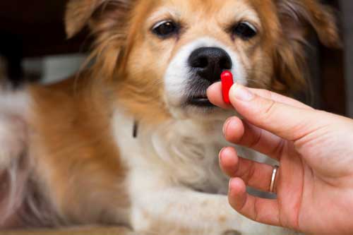 Is Glucosamine Good For My Dog?