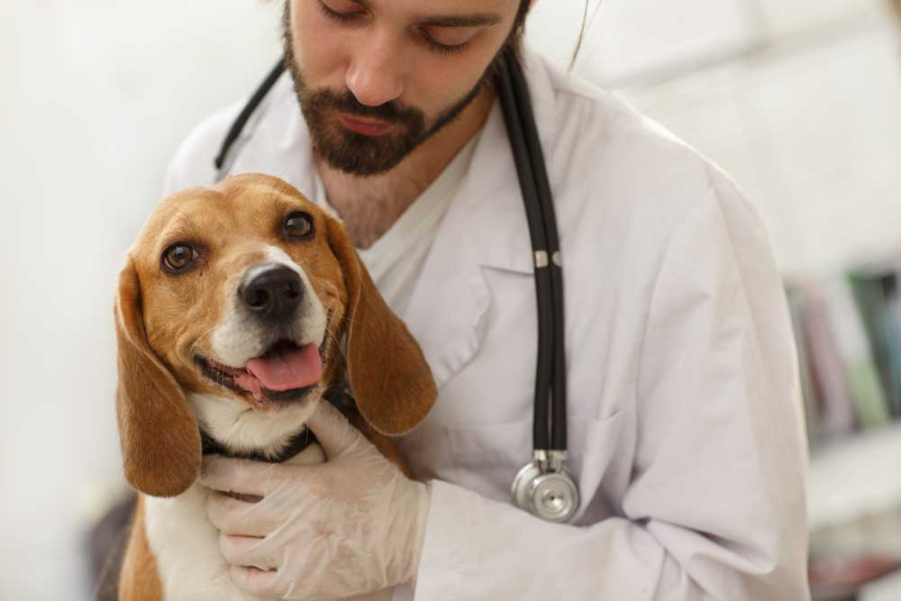 How Can Glucosamine Help Your Dog?