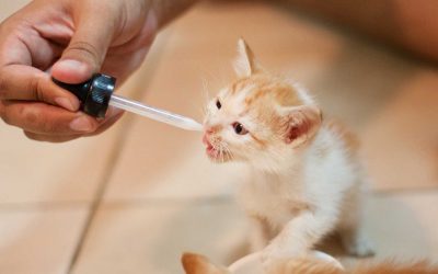 How To Give Your Cat CBD Oil