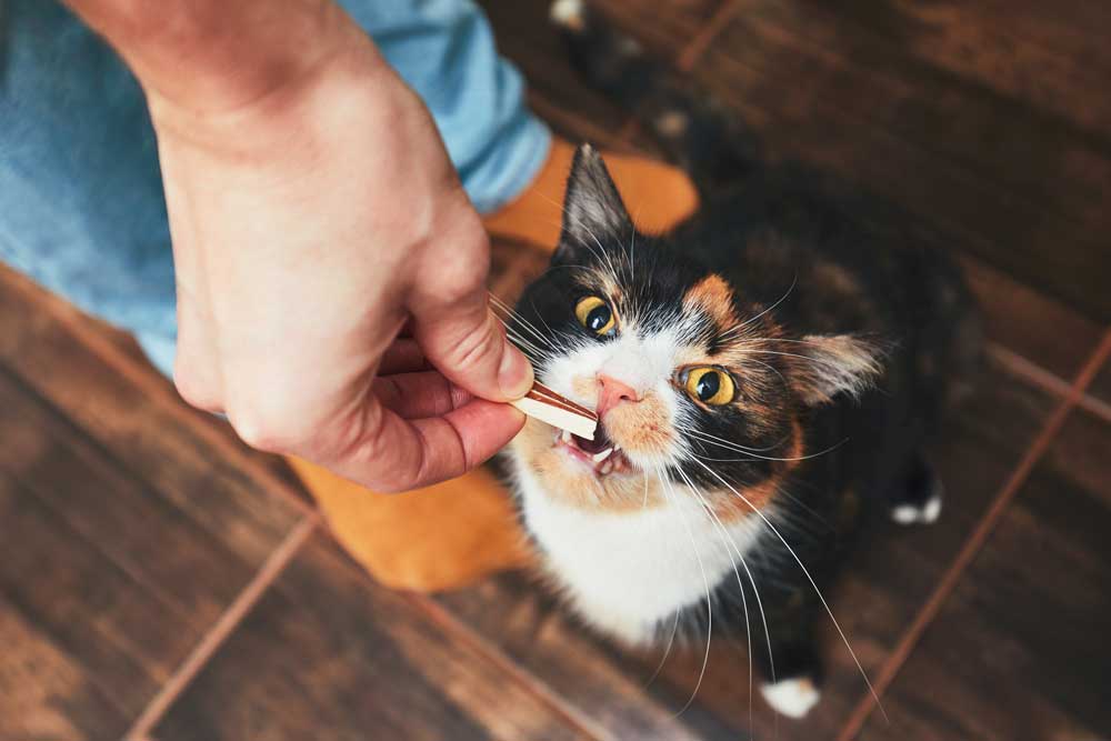 Tricks - Many Ways To Give Your Cat CBD Oil
