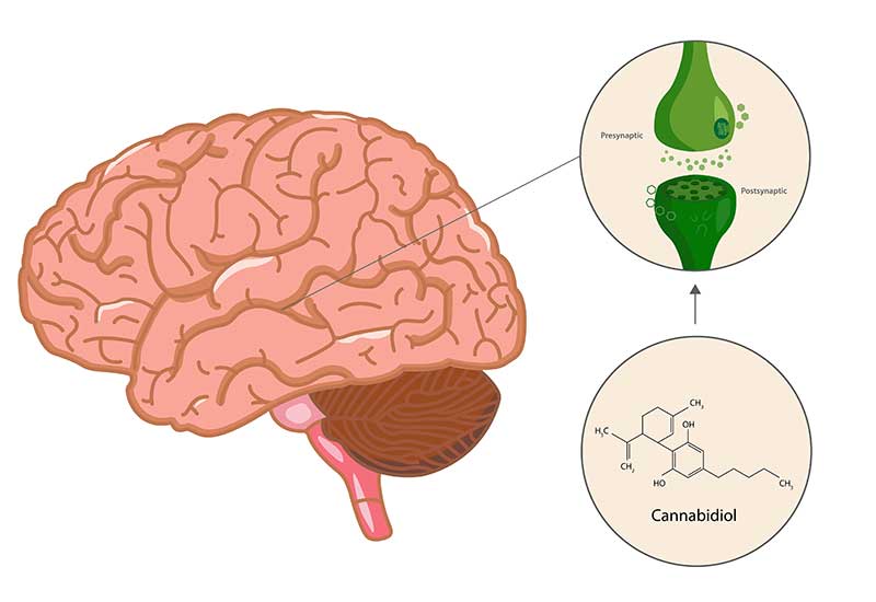 CBD Concussions Treatment