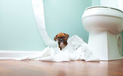 How To Potty Train A Puppy