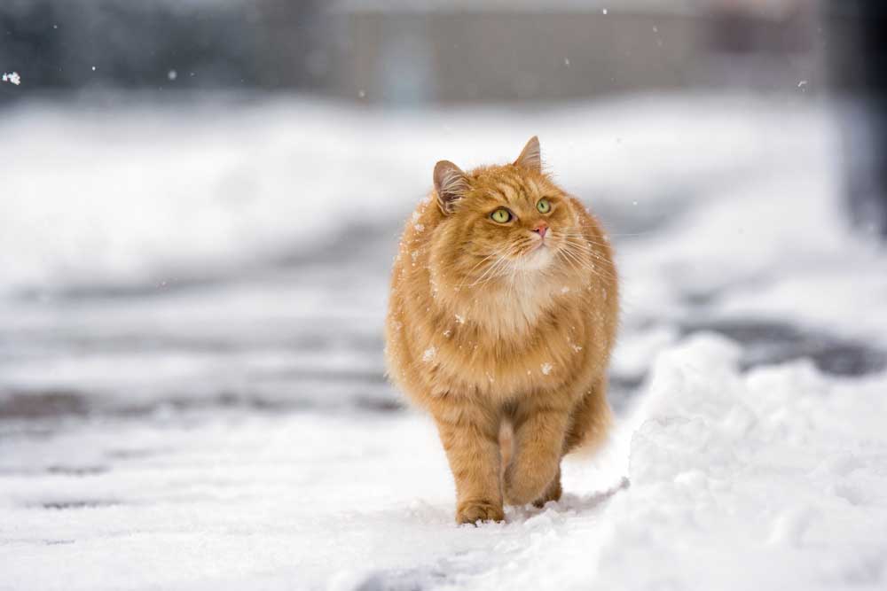 How To Protect Your Cat In The Winter