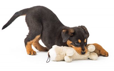 CBD for Puppies: How to Care for Your Teething Puppy