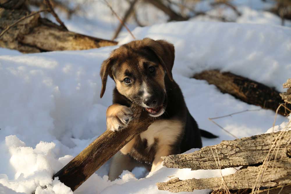 CBD for Teething Puppies