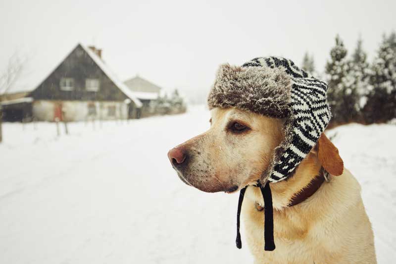 Cold Weather Pet Safety Tips from Ears to Paws