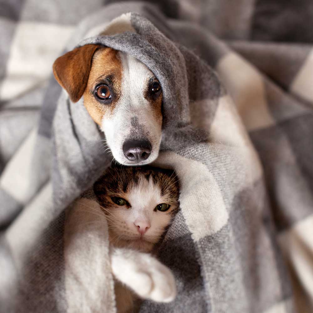 How Cold is Too Cold For Your Pets?