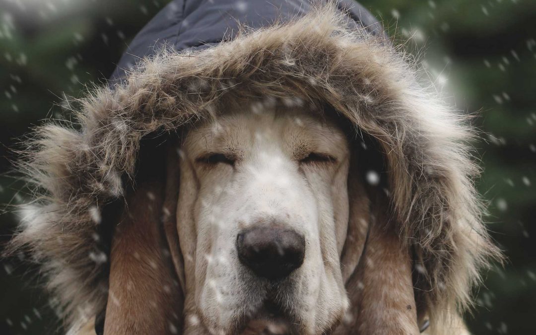 Cold Weather Pet Safety Tips from Ears to Paws