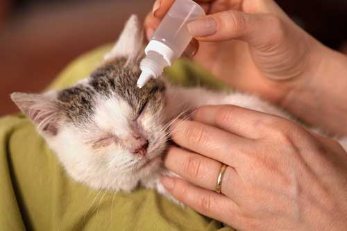 Cat Eye Infections: Recognizing & Treating Your Cat’s Symptoms