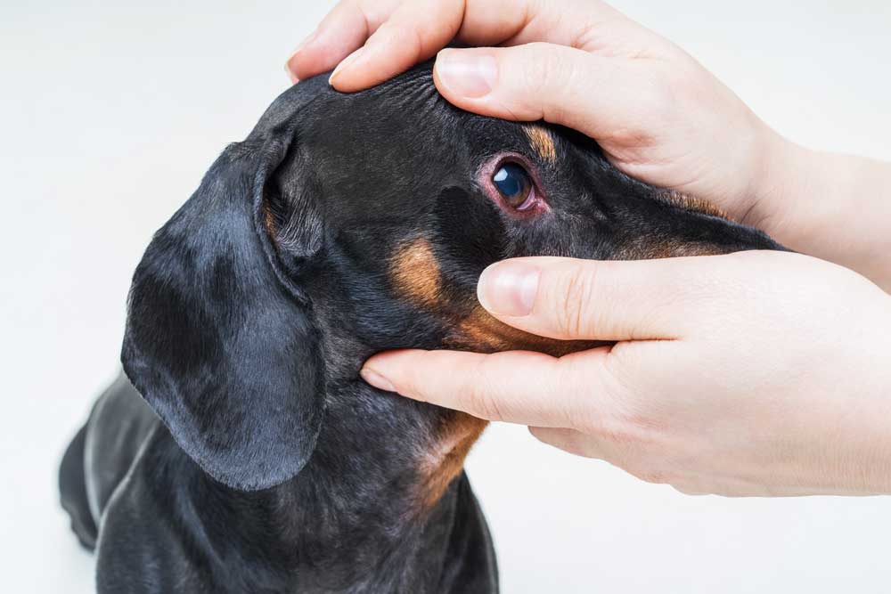 Types of Melanoma in Dogs