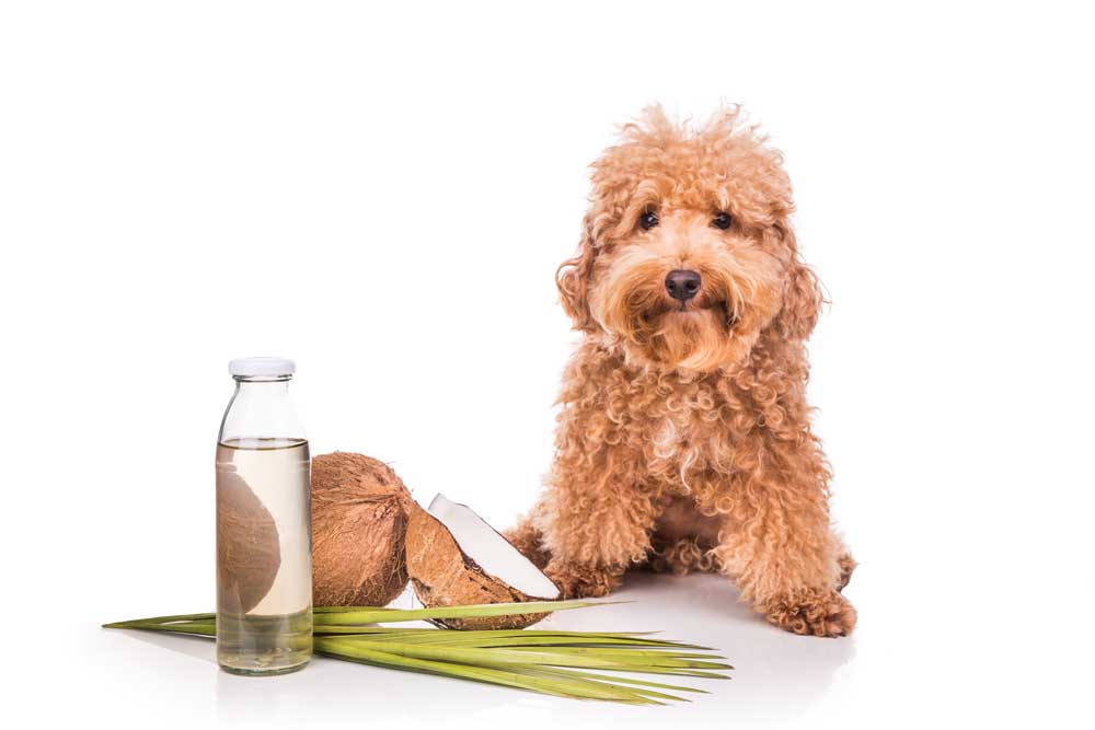 Natural Remedies for Dogs with Seizures