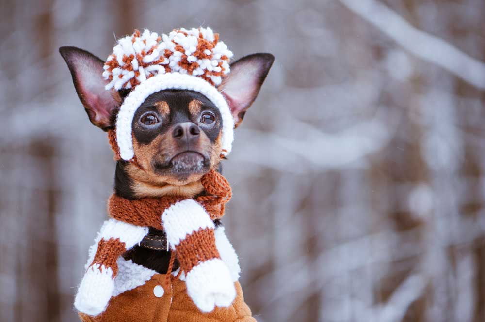 How To Protect Your Dog In The Winter