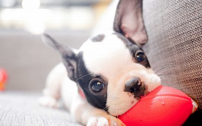 Puppy Development Stages