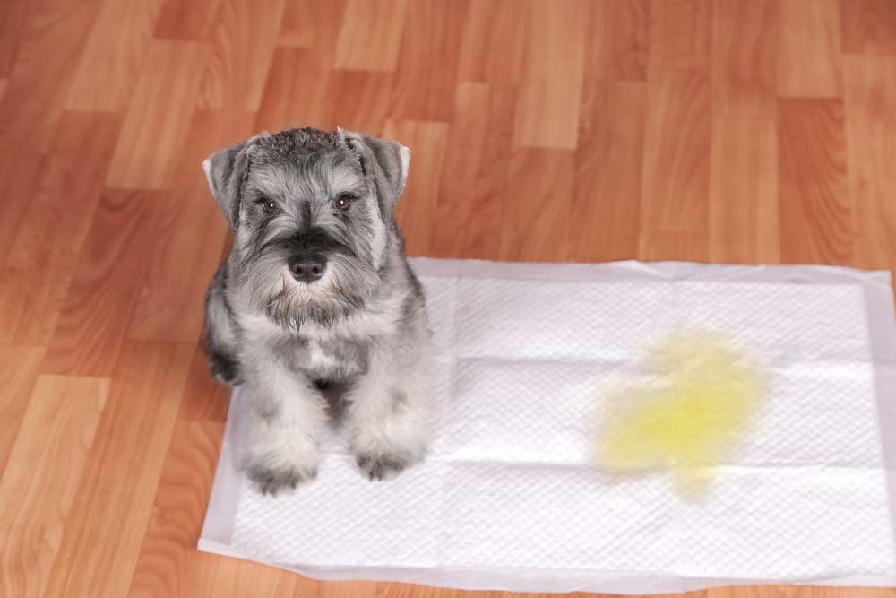 How to potty train puppy on pads