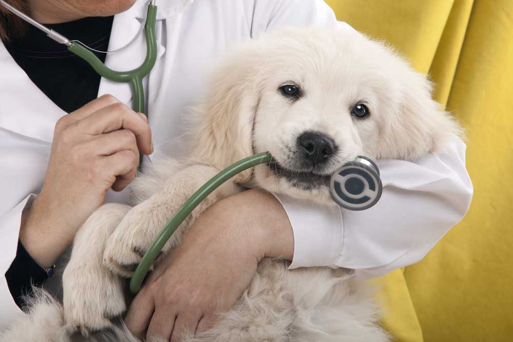 Common Seizure Medications for Dogs