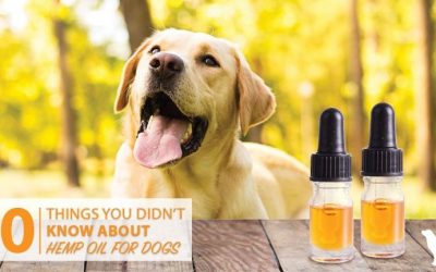 10 Reasons To Use Full Spectrum Hemp Oil For Dogs