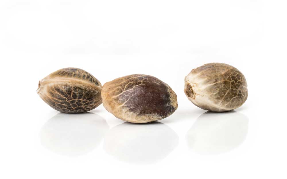 What is a Hemp Seed?