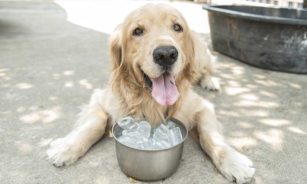How do Dogs regulate their Temperature?
