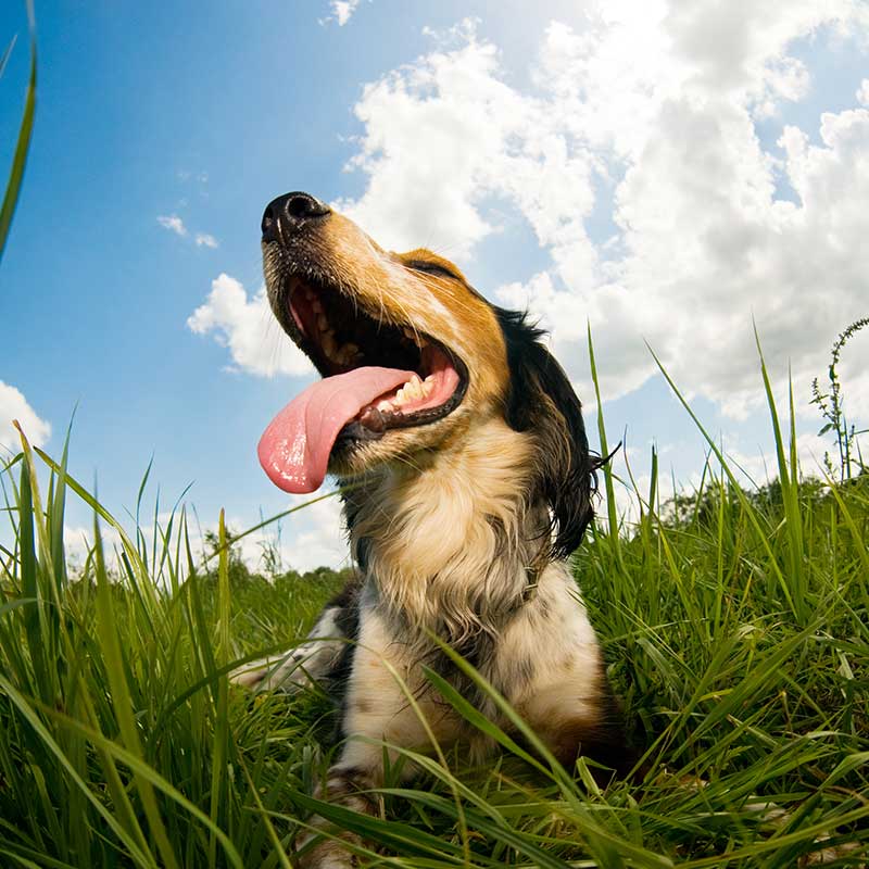 CBD for Heatstroke Treatment in Dogs