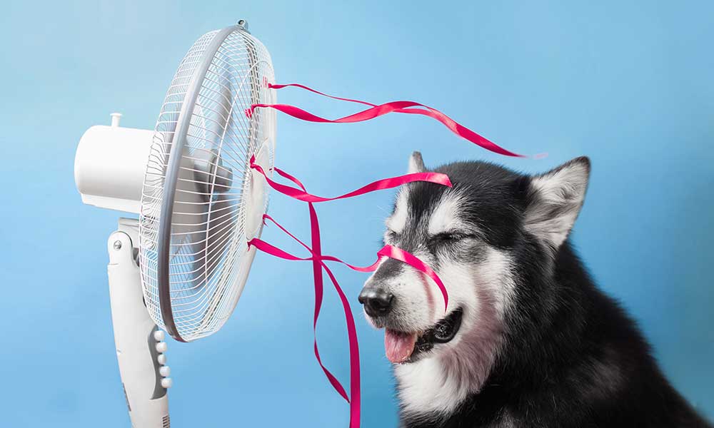 Current Treatment For Heatstroke In Pets