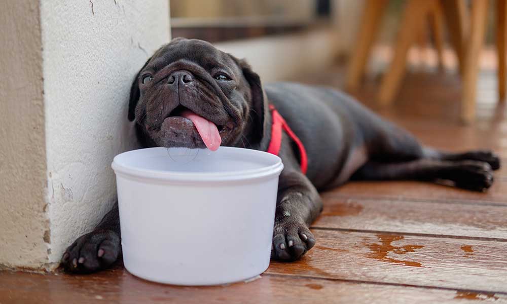 Symptoms That Your Dog May Have Heatstroke
