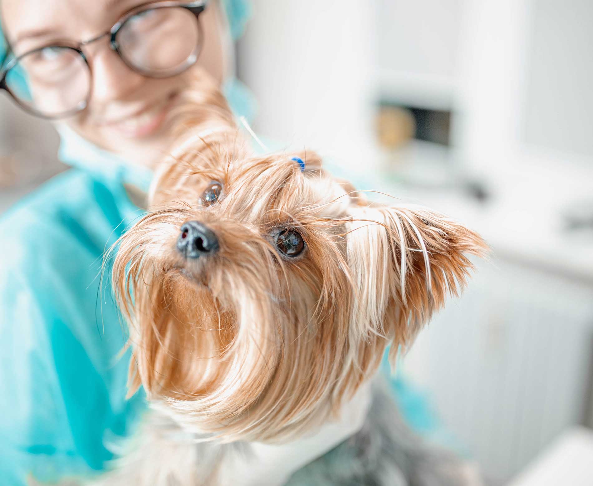 How Long Does CBD Stay in a Pet's System? - Verlota.com