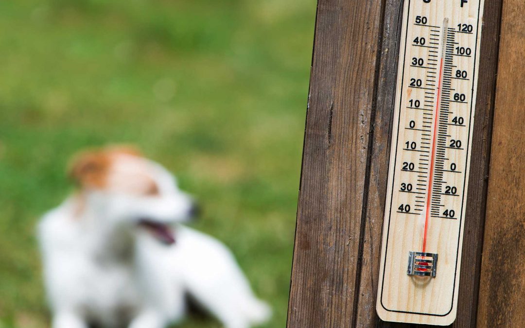 CBD For Heatstroke Treatment In Dogs