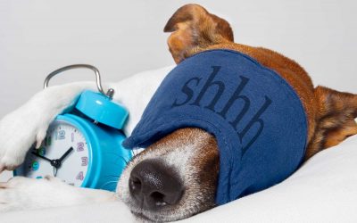 Dog Sleep Apnea – Can CBD Oil Help A Dog or Puppies to Sleep