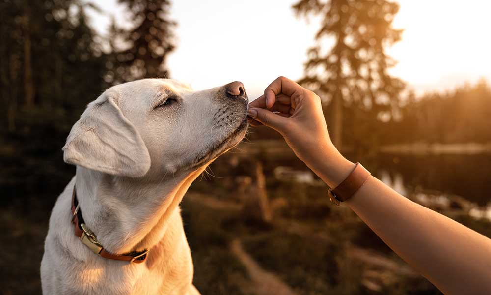 How is CBD Metabolized in Your Pet's Liver?