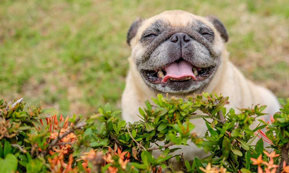 How Can CBD Be Used To Treat Heatstroke In Dogs?