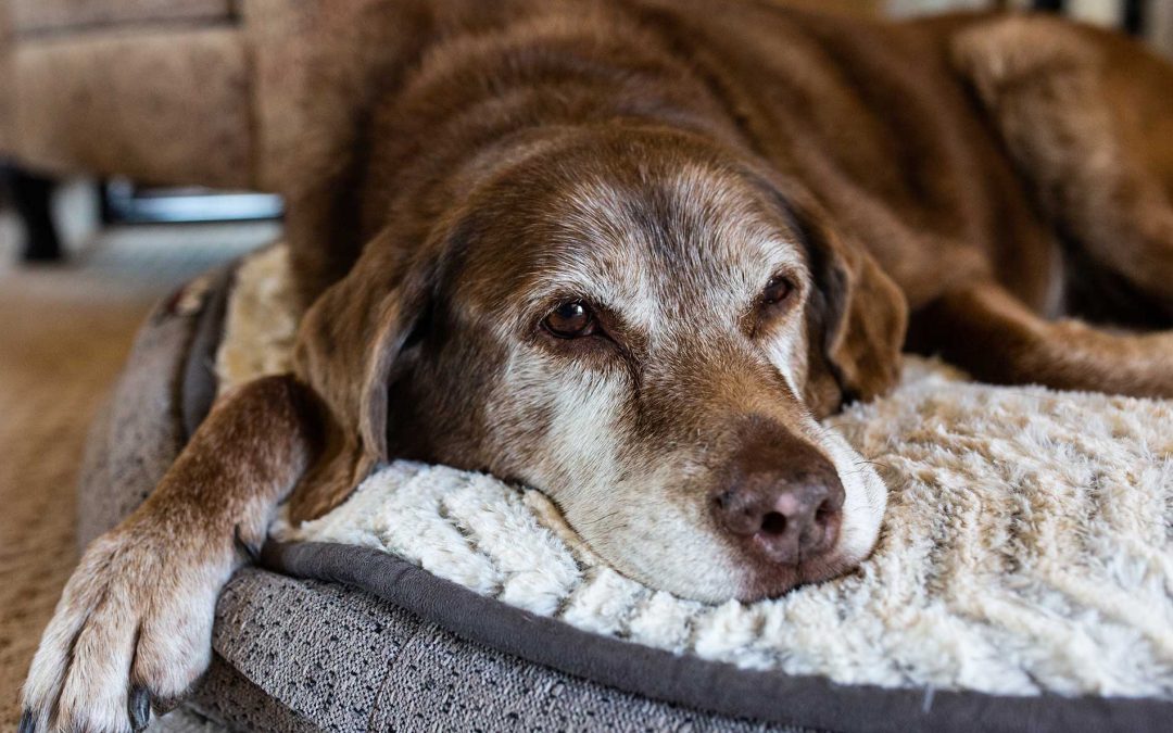 CBD for Senior and Disabled Dogs