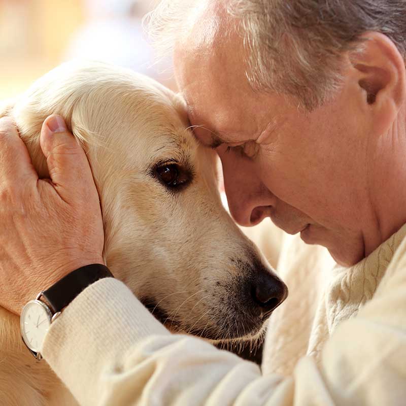 CBD for Senior and Disabled Dogs