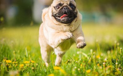 Pug Health Problems & Pug Grooming Tips