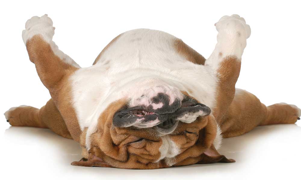Dog Sleep Apnea How CBD Oil Help With Dog Sleep & Snoring Puppies