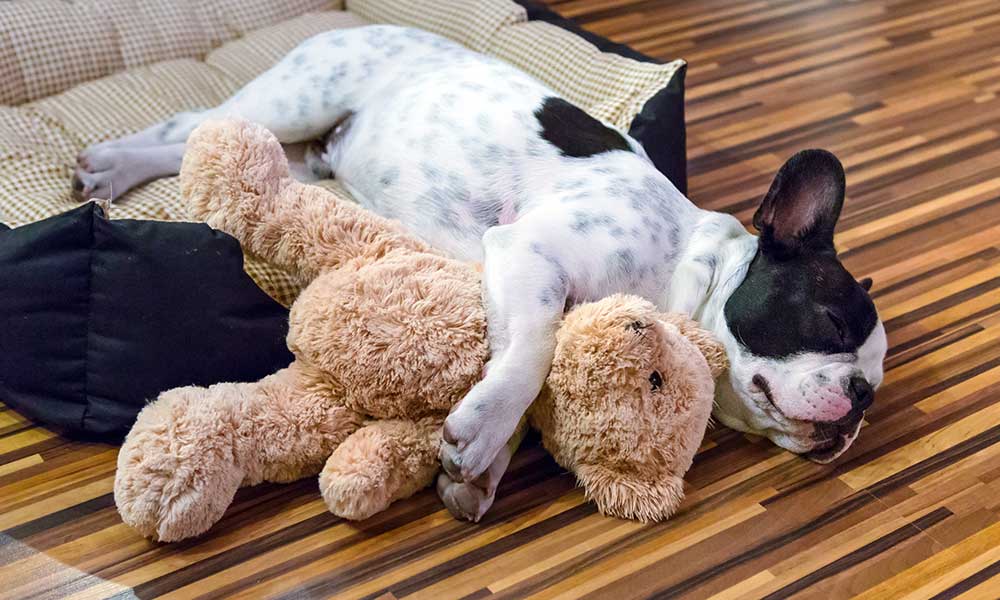 Sleeping Dog With Teddy