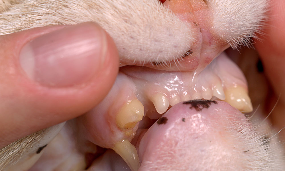 Signs Your Dog or Cat Has a Broken Tooth