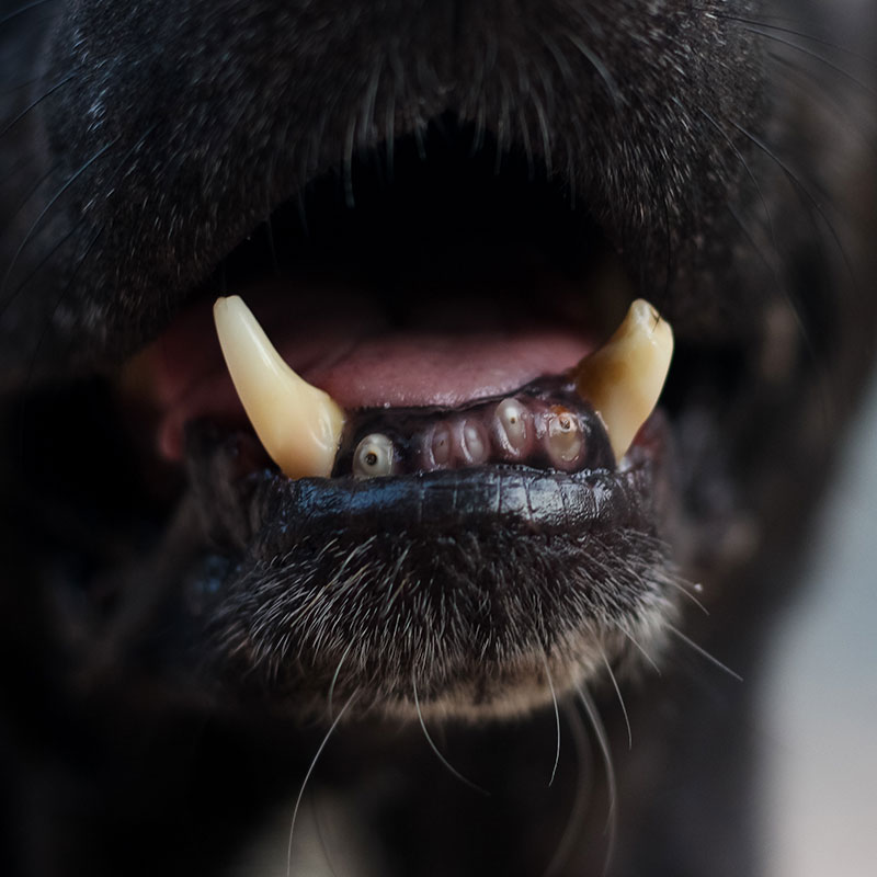 Fractured or broken Teeth in Dogs and Cats