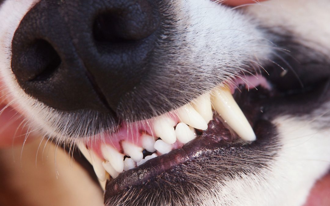 Fractured or Broken Teeth in Dogs and Cats