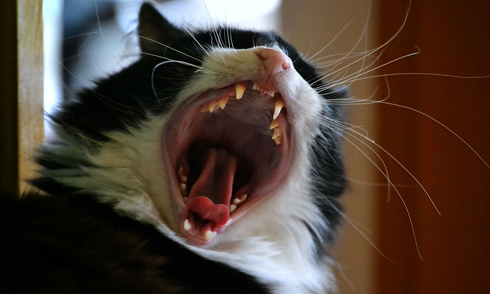 Causes of Broken or Fractured Teeth In Cats and Dogs