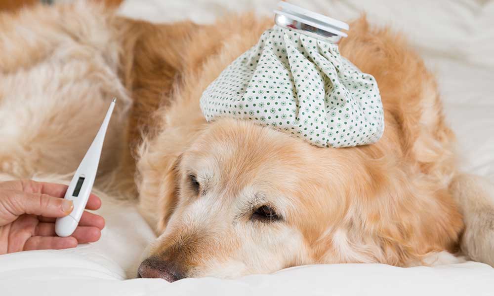 What are Side Effects of Dog Flu Vaccine