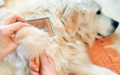 Alopecia or Hair Loss in Dogs