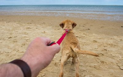 How To Teach A Dog To Heel
