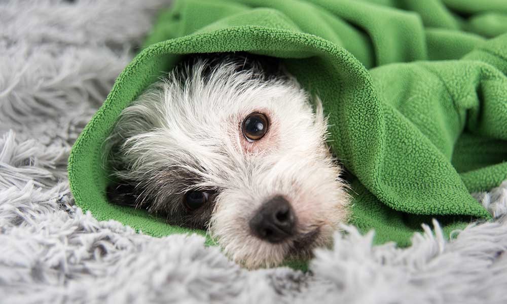 What are the Symptoms of Dog Flu?