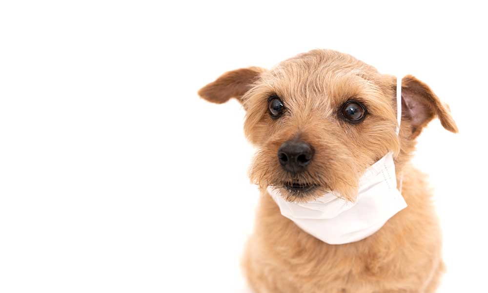 What is Canine Influenza and Where did it come from?