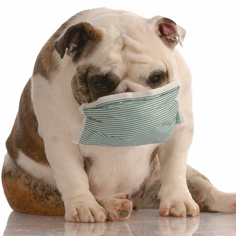 Dog Flu Vaccine and Its Side Effects